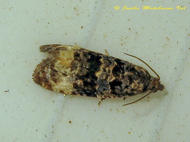 Endothenia marginana - Tortricidae ? S